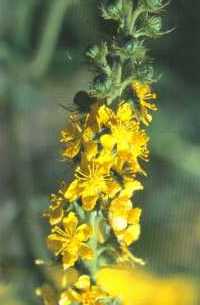 agrimony - one of 38 bach flower remedies